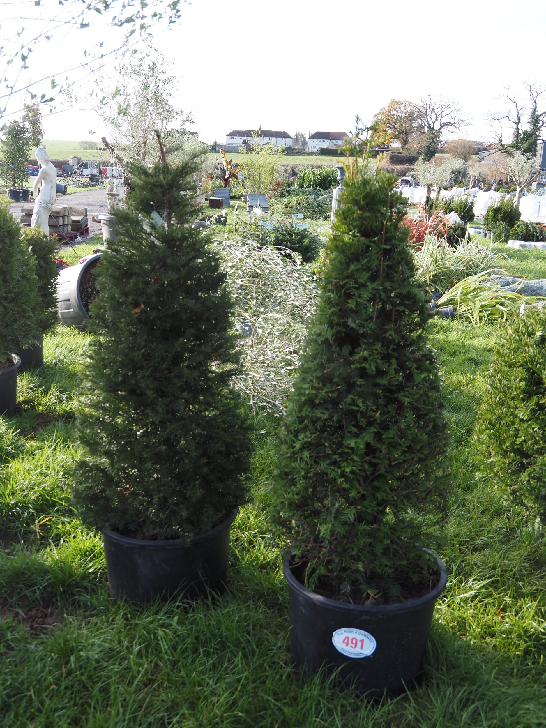 Pair of pyramid shaped Yew trees