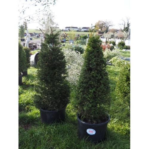 Pair of pyramid shaped Yew trees