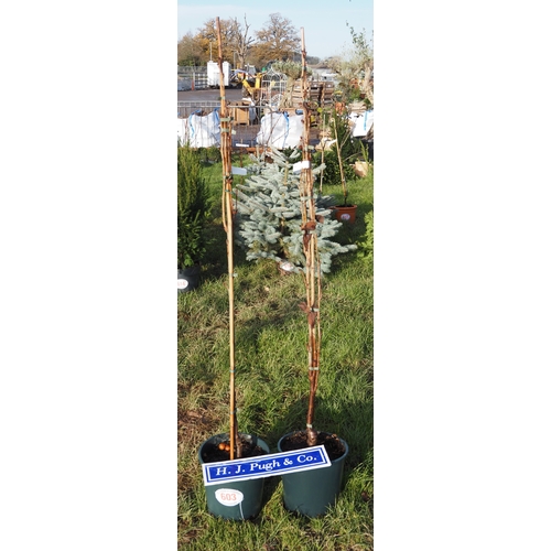 603 - Prunus Amanogawa 5ft - 2