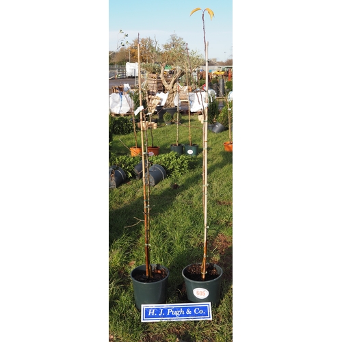 605 - Malus John Downie 5ft - 2