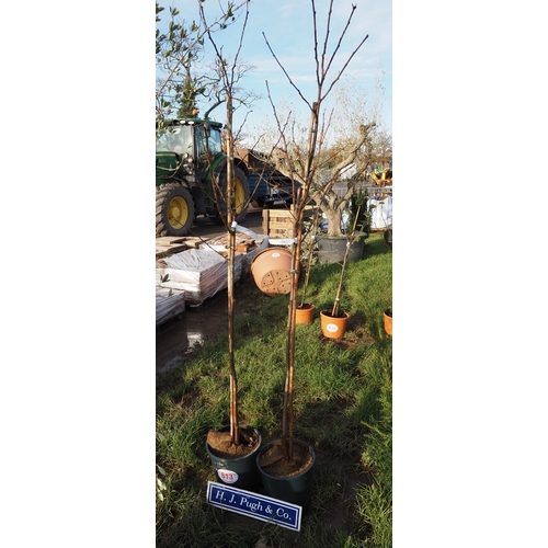 613 - Robinia Frisia 6ft - 2