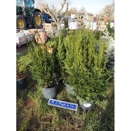 614 - Yew hedging 3ft - 5