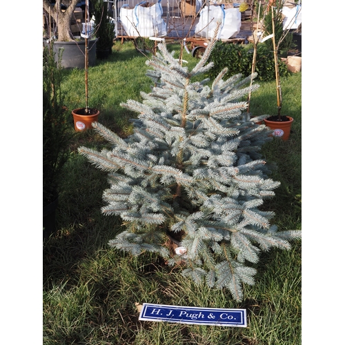 615 - Pot grown Blue Spruce Christmas trees 4ft - 3