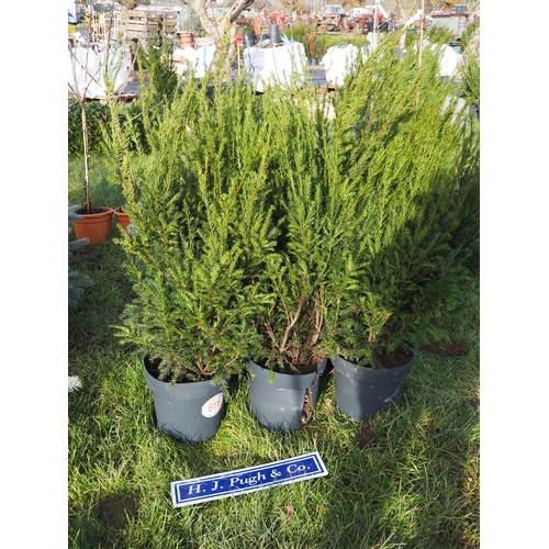 616 - Yew hedging 3ft - 5