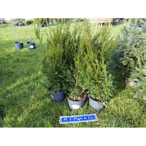 621 - Yew hedging 3ft - 5