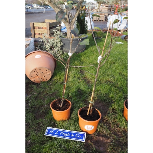 624 - Malus Bramley 5ft - 2