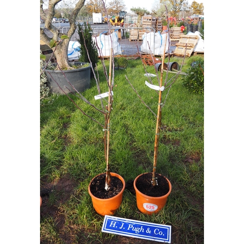 625 - Malus James Grieve 5ft - 2