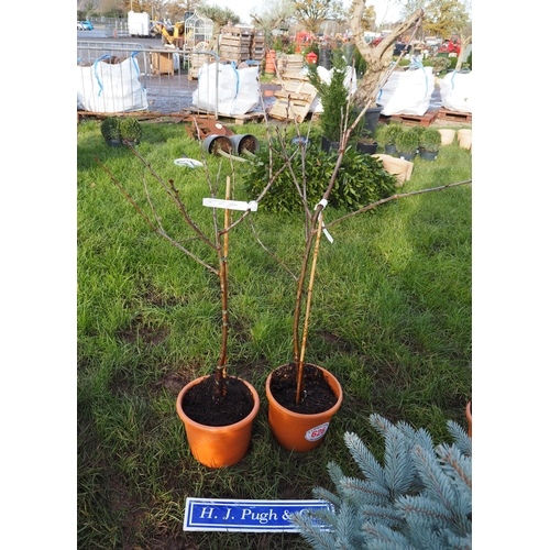 626 - Cherry (Prunus) Summer Sun 4ft - 2