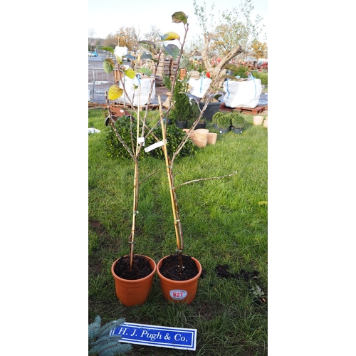 627 - Malus Bramley 5ft - 2