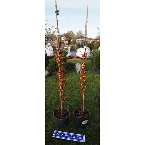 631 - Malus Golden Hornet 5ft - 2