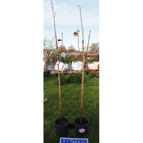 634 - Acer Crimson King 7ft - 2