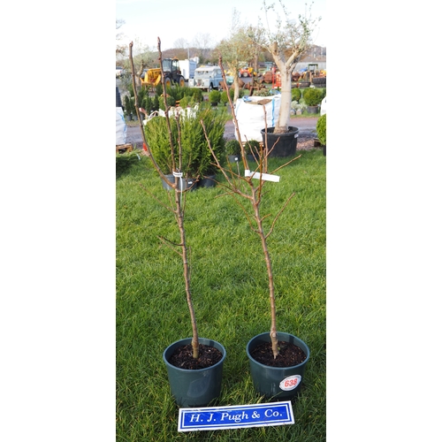 638 - Pyrus Concorde 5ft - 2