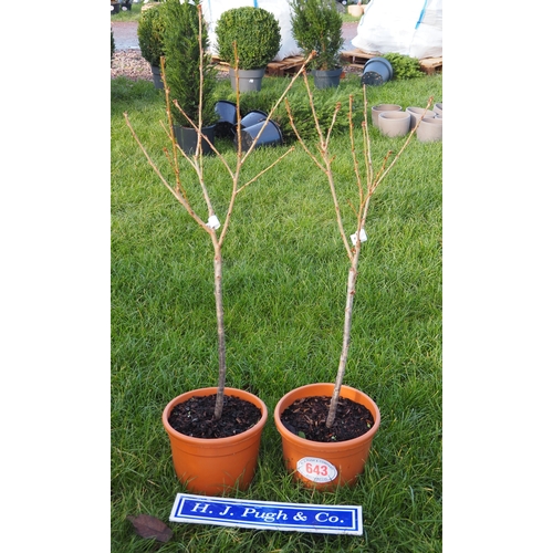 643 - Cherry (Prunus) Pink Perfection 4ft - 2
