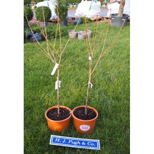 644 - Cherry (Prunus) Pink Perfection 4ft - 2