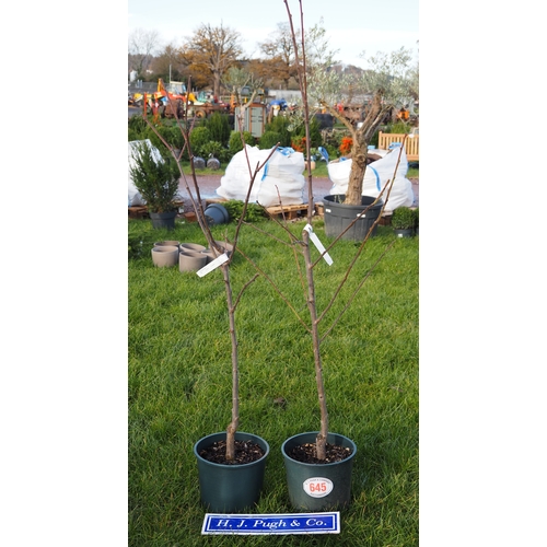 645 - Plum (Prunus) Victoria 5ft - 2