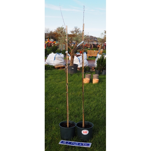 646 - Sorbus Emiel 6ft - 2