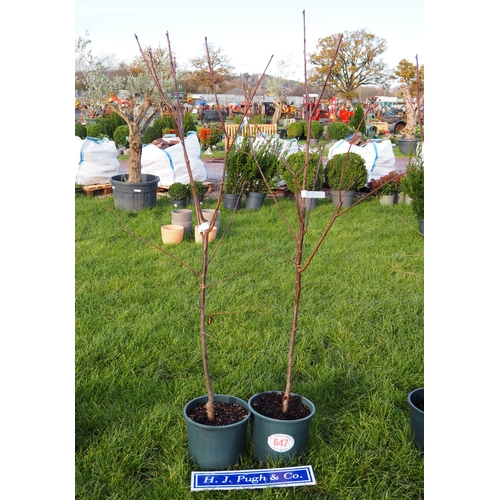 647 - Plum (Prunus) Jubilee 5ft - 2