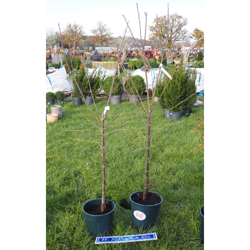 648 - Damson Merryweather 5ft - 2