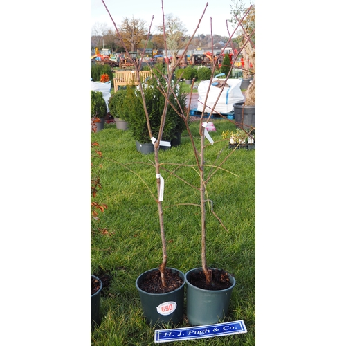 650 - Plum (Prunus) Victoria 5ft - 2