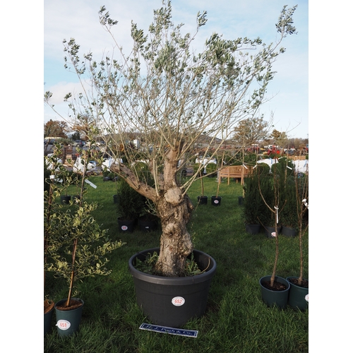 652 - Ancient Olive tree 8ft - 2
