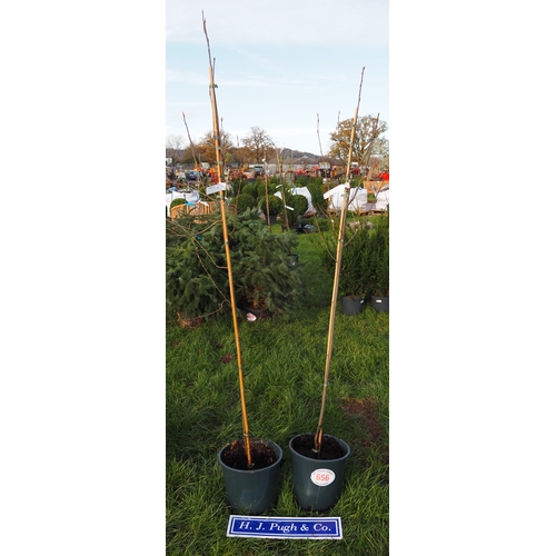 656 - Amelanchier Snowflake 6ft - 2