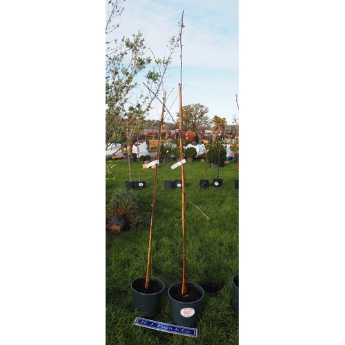 661 - Sorbus 5ft - 2