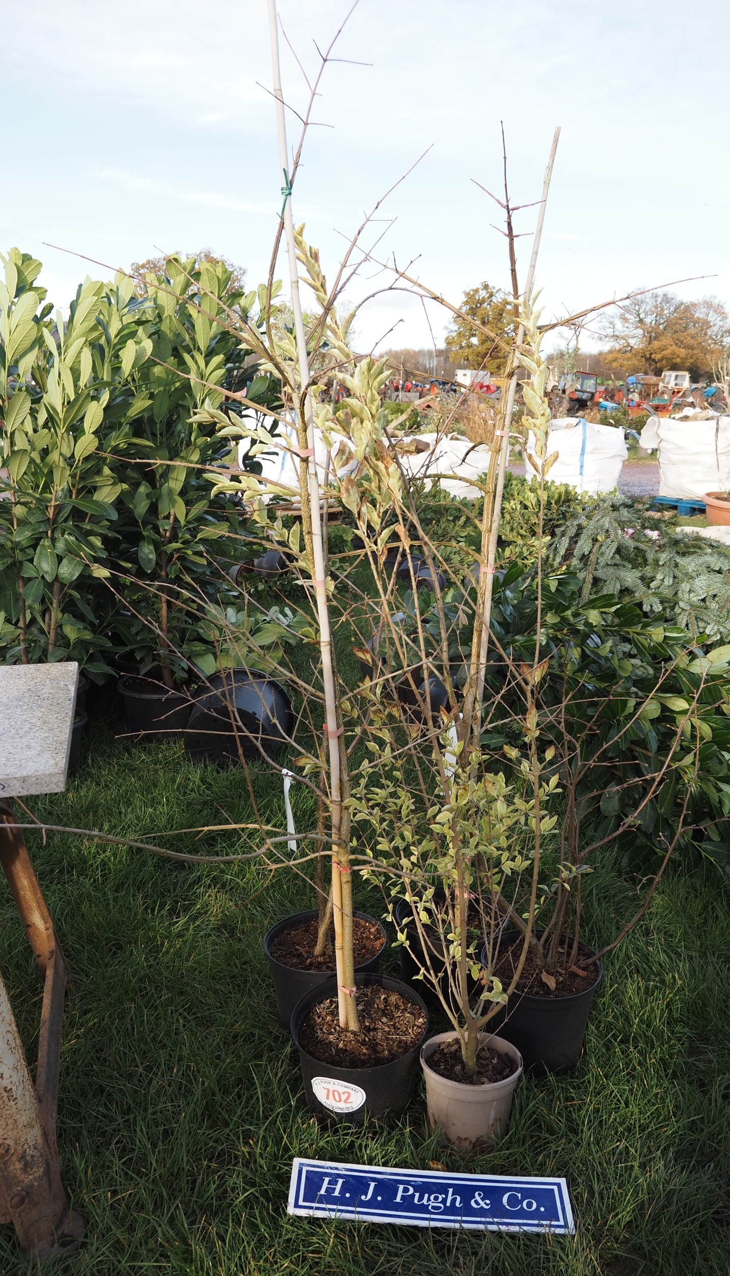 Mixed trees and plants