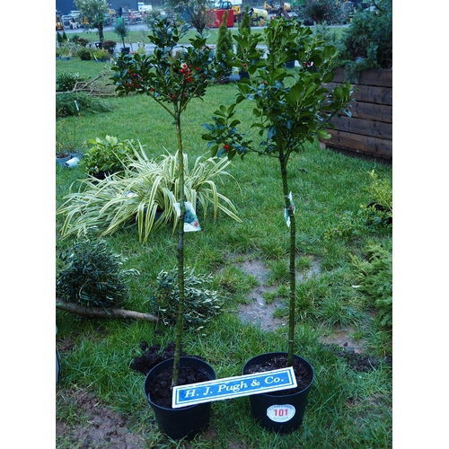 101 - Standard Ilex 5ft - 2