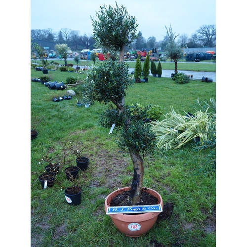 103 - Cloud top Olive tree 6ft - 1