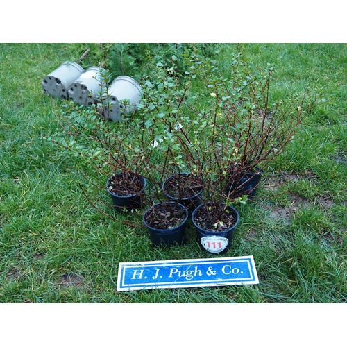 111 - Escallonia - 5