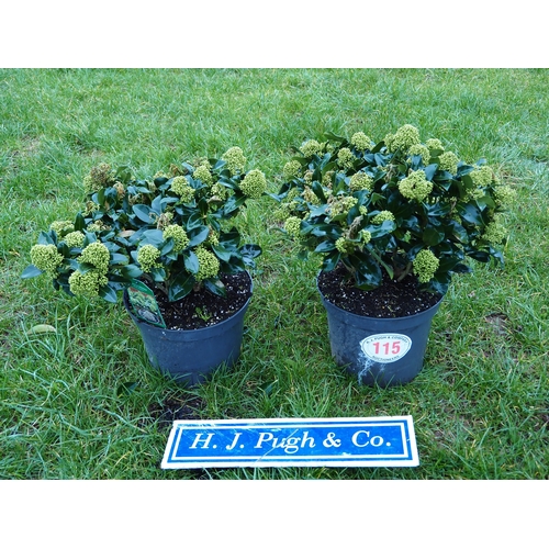 115 - Skimmia - 2