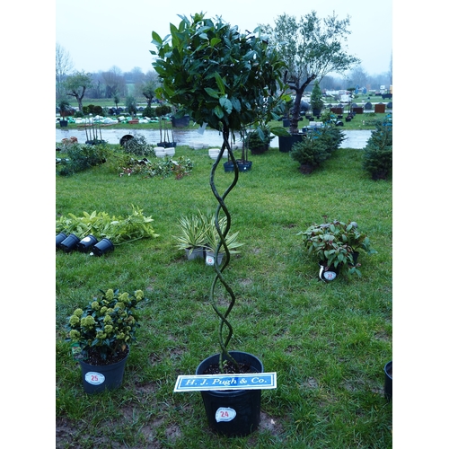 24 - Twisted Bay tree 6ft - 1