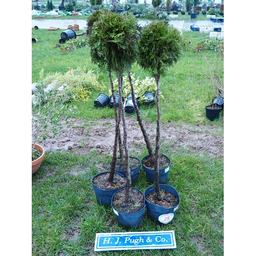 28 - Standard Thuja 4ft - 5