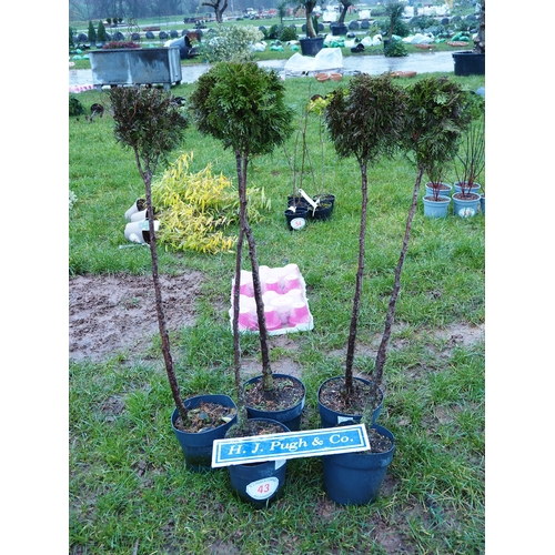 43 - Standard Thuja - 5