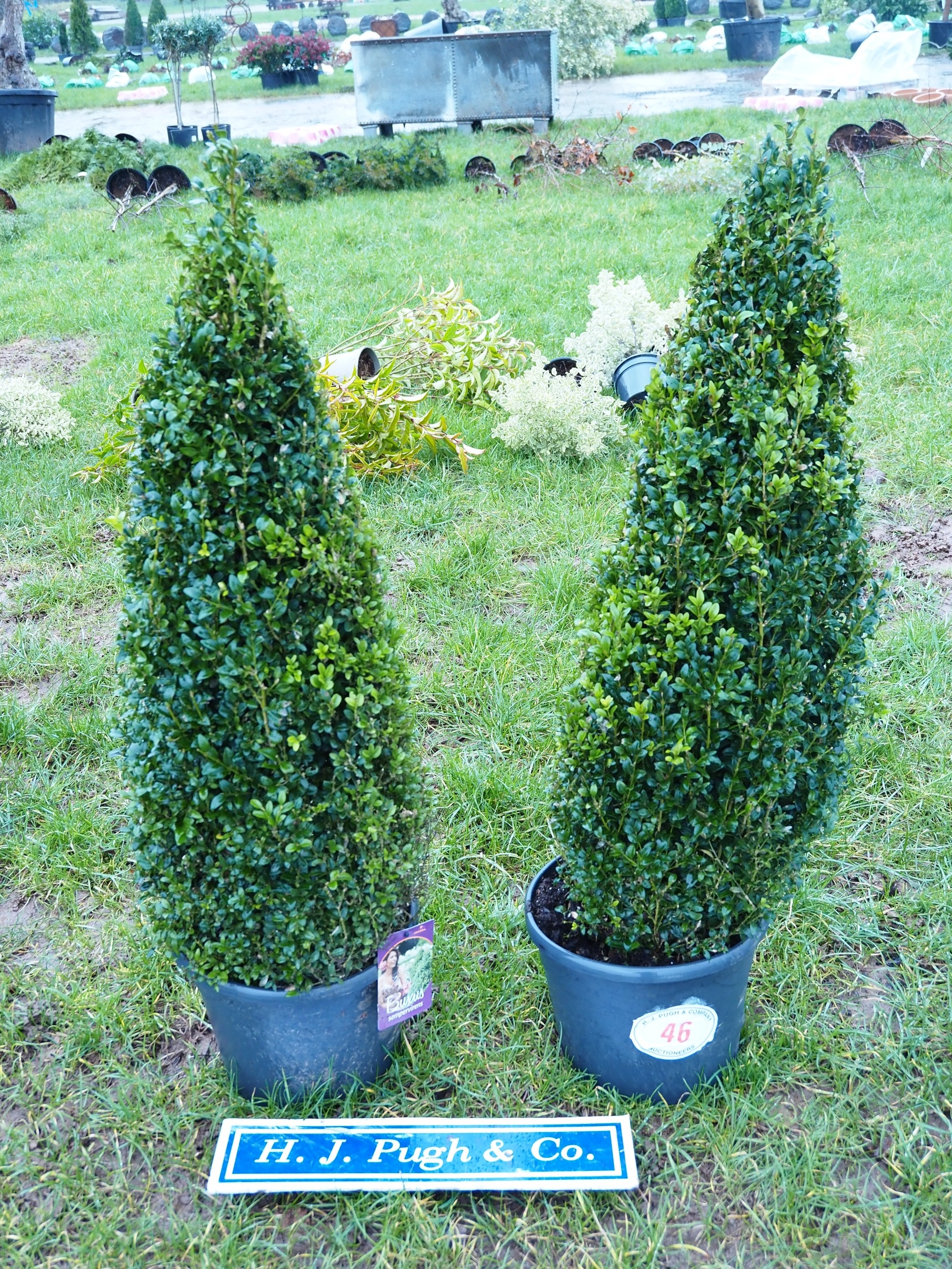 Pyramid shaped box plants 3ft - 2