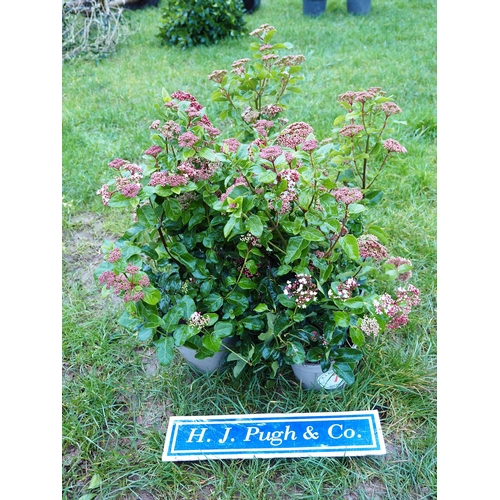 71 - Viburnum - 5