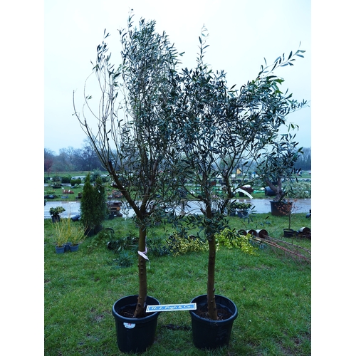 74 - Standard Olive trees 6ft - 2