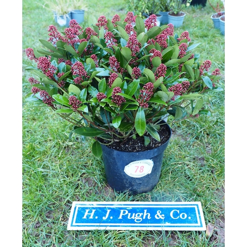 78 - Skimmia - 1