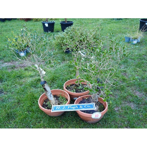 80 - Standard Olive trees - 3