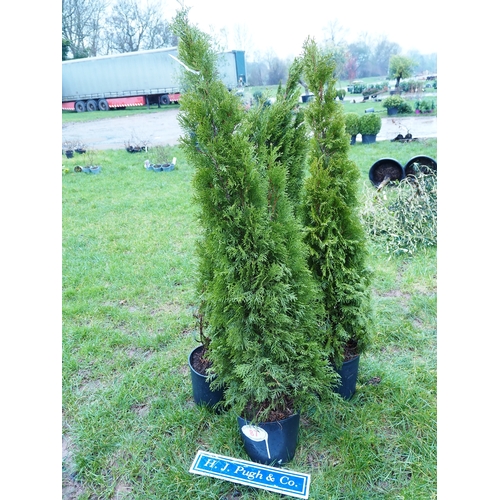 87 - Thuja 5ft - 3