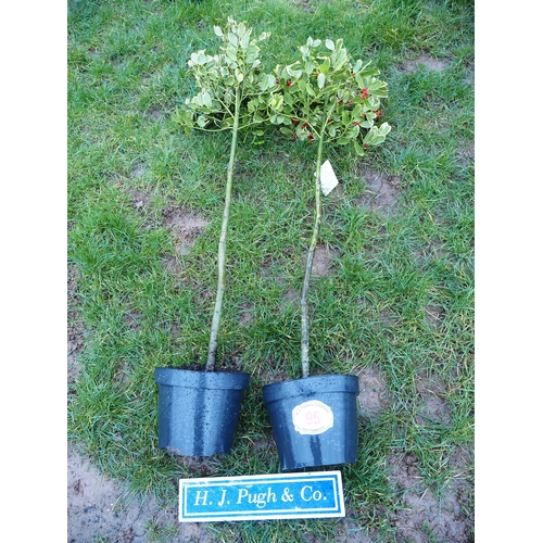95 - Ilex 'Golden King' 6ft - 2