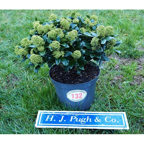 132 - Skimmia - 1