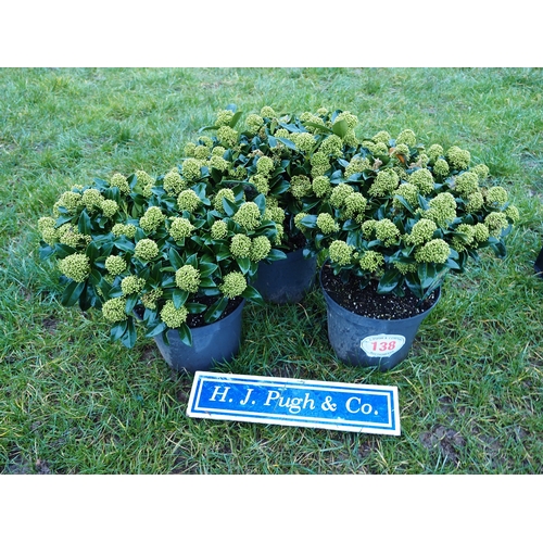 138 - Skimmia - 3