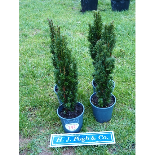 147 - Upright Yews 2ft - 4