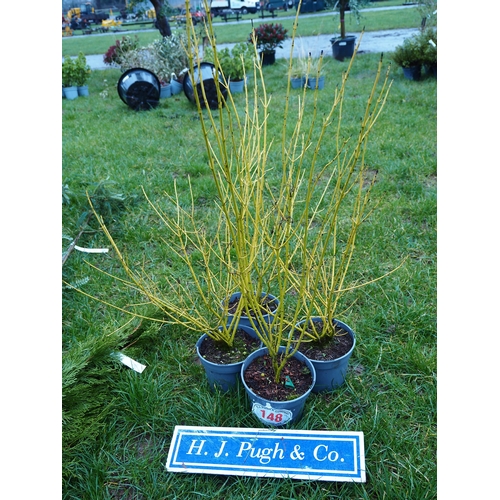 148 - Salix - 4