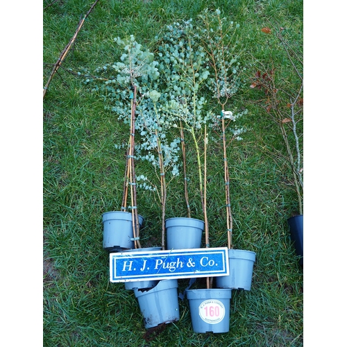160 - Eucalyptus - 6