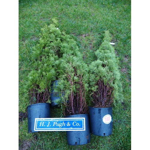 163 - Thuja 4ft - 4