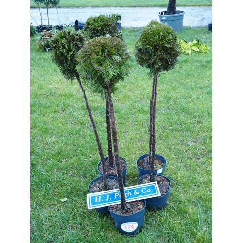 174 - Standard Thuja 4ft - 5