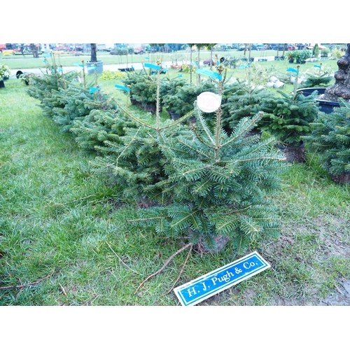 190 - Pot Grown Nordmann Fir 2ft - 10