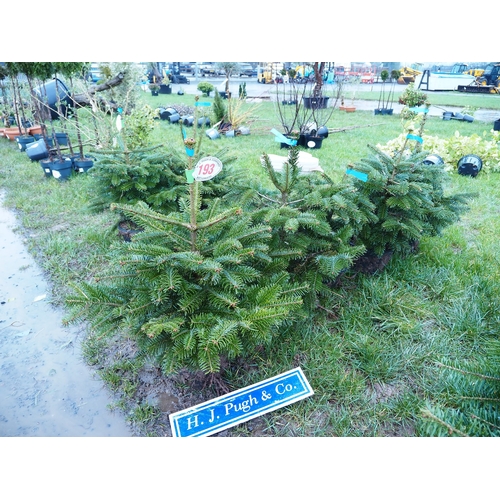 193 - Pot Grown Nordmann Fir 2ft - 5
